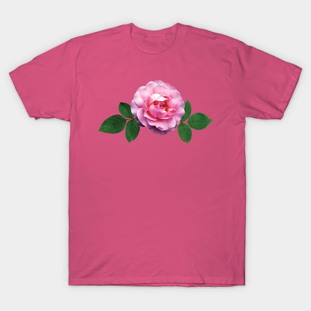 Roses - Dainty Pink Rose T-Shirt by SusanSavad